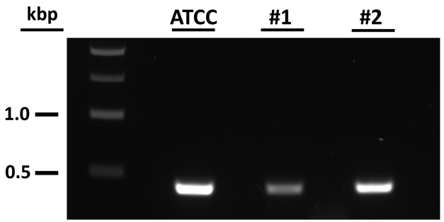 Figure 3.