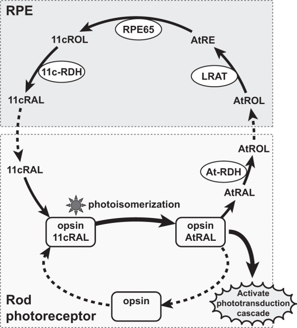 FIGURE 1.