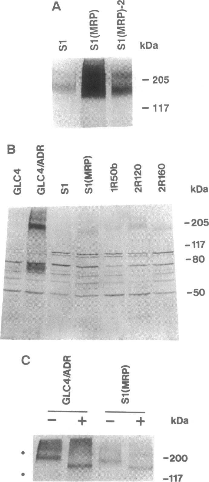 graphic file with name pnas01141-0106-a.jpg