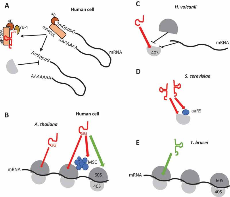 Figure 6.