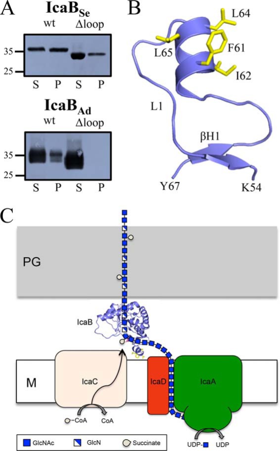 FIGURE 7.