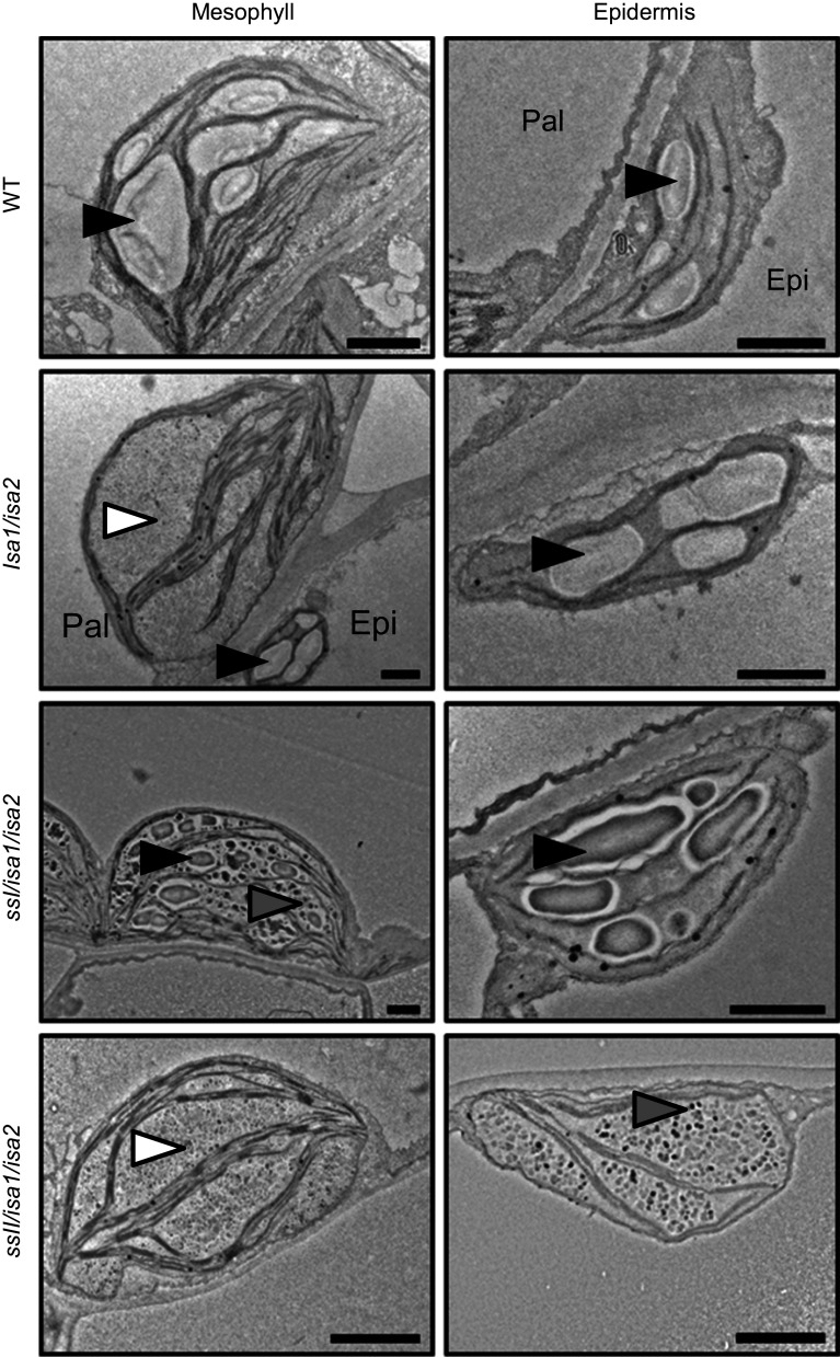 Fig. 5