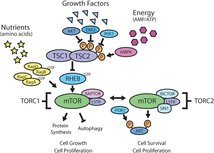 Differentiating the mTOR inhibitors everolimus and sirolimus in the ...