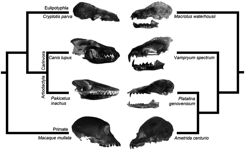 Fig. 1