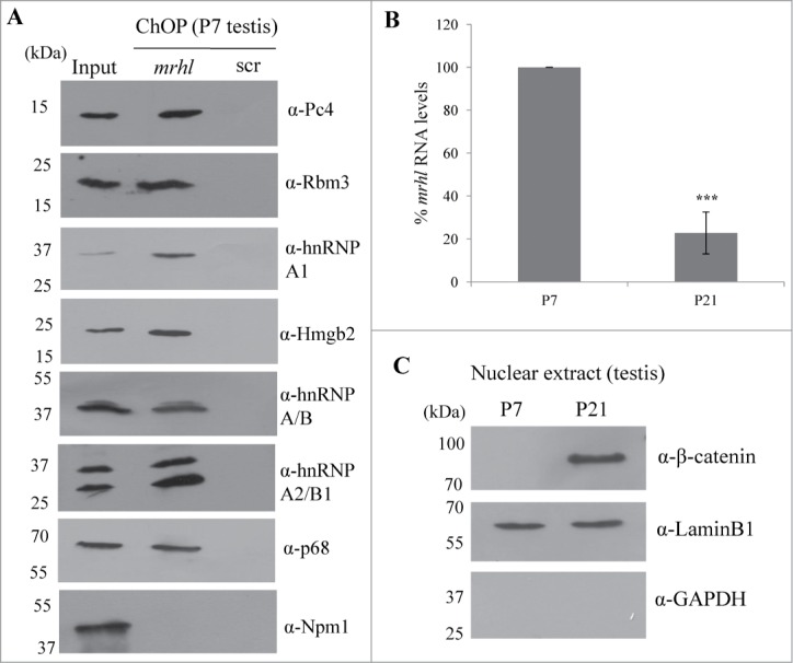 Figure 11.