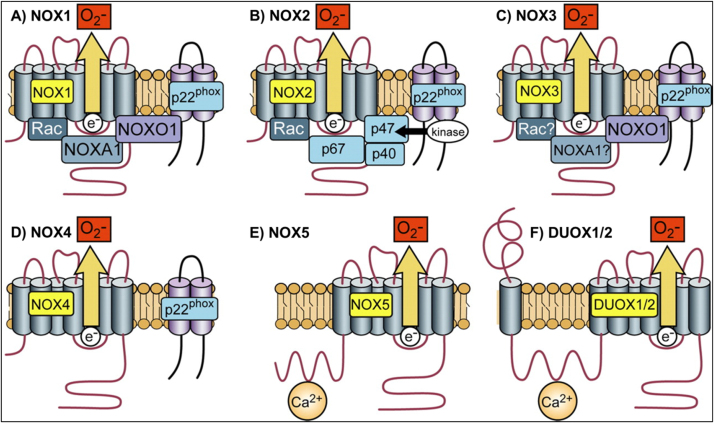 Fig. 4