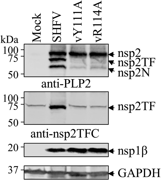 FIG 5