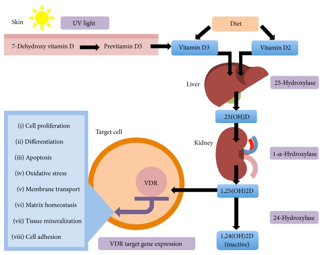 Figure 1