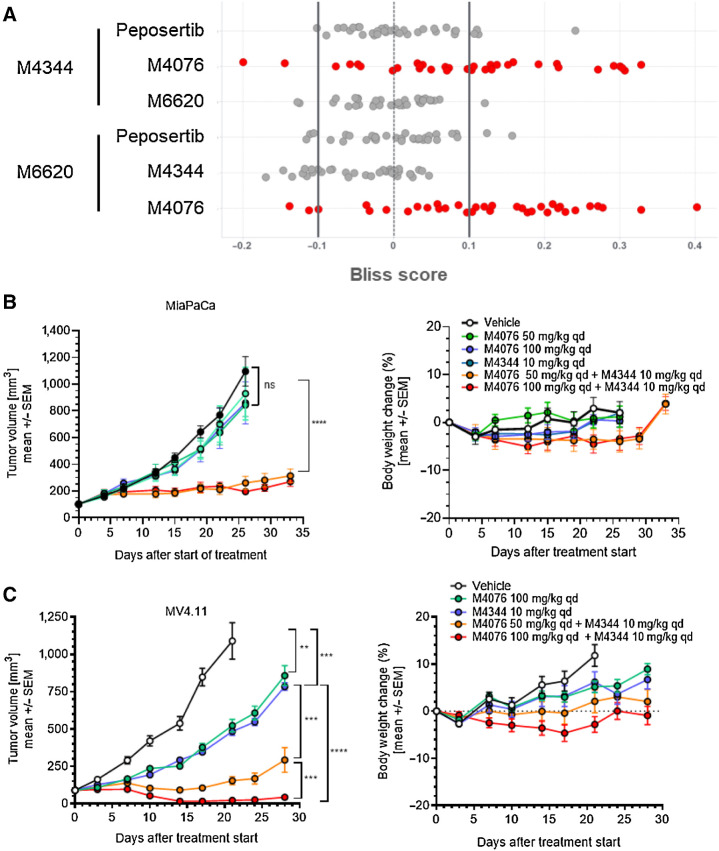 Figure 4. ATM inhibitor M4076 synergizes with ATRis M4344 or M6620 in cancer cells and mouse xenograft models. A, Pairwise analysis of the combination benefit of inhibitors of ATR (M4344, M6620), ATM (M4076), and DNA-PK (peposertib) in a panel of 34 randomly selected cancer cell lines. Cell lines were incubated with drug combinations for 5 days, and their growth and/or viability was determined by the sulforhodamin B assay as described previously (40). Bliss excess was calculated per drug and cell line and plotted (strong synergy >0.1; 0.1≥ weak to moderate additivity/antagonism ≥−0.1; strong antagonism <−0.1). B and C, The combination effect of M4344 and M4076 was evaluated in mice transplanted with MiaPaCa and MV4.11 cancer cells. Mice received subcutaneous injections in the right flank. M4344 (10 mg/kg), M4076 (50 or 100 mg/kg), or the combination thereof were applied orally, once a day throughout the study period, and M4344 was given 1 hour after M4076. Tumor volumes are shows as mean ± SEM (10 mice per group). For MiaPaCa2, P < 0.0001 for vehicle or any of the monotherapy treatment arms and M4076 100 mg/kg + M4344 10 mg/kg.