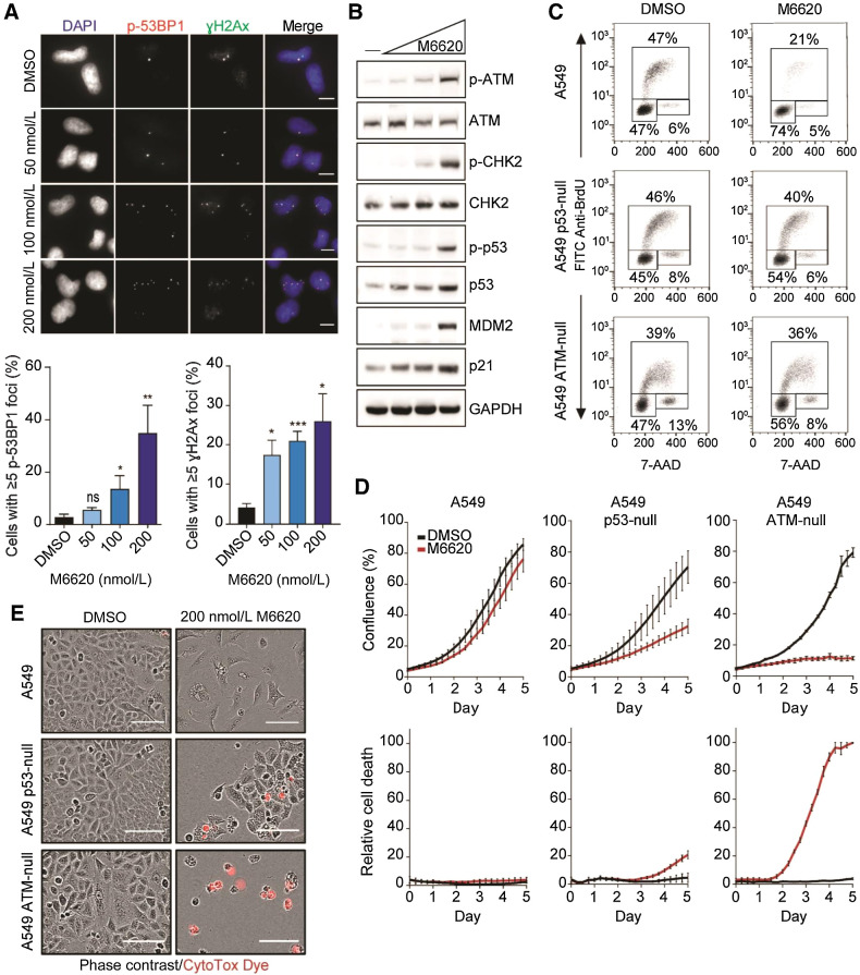 Figure 1. Inhibition of ATR by M6620 activates the ATM-p53 G1 checkpoint in response to DNA damage. A, Representative immunofluorescence images and analysis of phospho-53BP1 and γH2Ax foci in A549 cells after 24 hours exposure with M6620. Error bars, SEM; **, P < 0.01; and *, P < 0.05 by unpaired t test. Scale bars = 10 μm. B, Western blot analysis of components of the ATM-p53 signaling pathway in A549 cells after 24-hour exposure to DMSO or M6620 (50, 100, 200 nmol/L). C, BrdU/7-AAD cell-cycle analysis in A549 parental, p53-null, and ATM-null cells after 24-hour exposure to M6620 (200 nmol/L). D, Confluence (top row) and relative cell death (bottom row) from IncuCyte live imaging in A549 parental, p53-null, and ATM-null cells treated with DMSO or M6620 (200 nmol/L). Relative cell death was calculated from the number of cells positively stained with CytoTox dye normalized to confluence. Error bars, SEM. E, Representative images from IncuCyte live imaging (10× objective) of A549 parental, p53-null, and ATM-null cells after 6-day exposure with M6620 (200 nmol/L). Scale bars = 100 μmol/L.