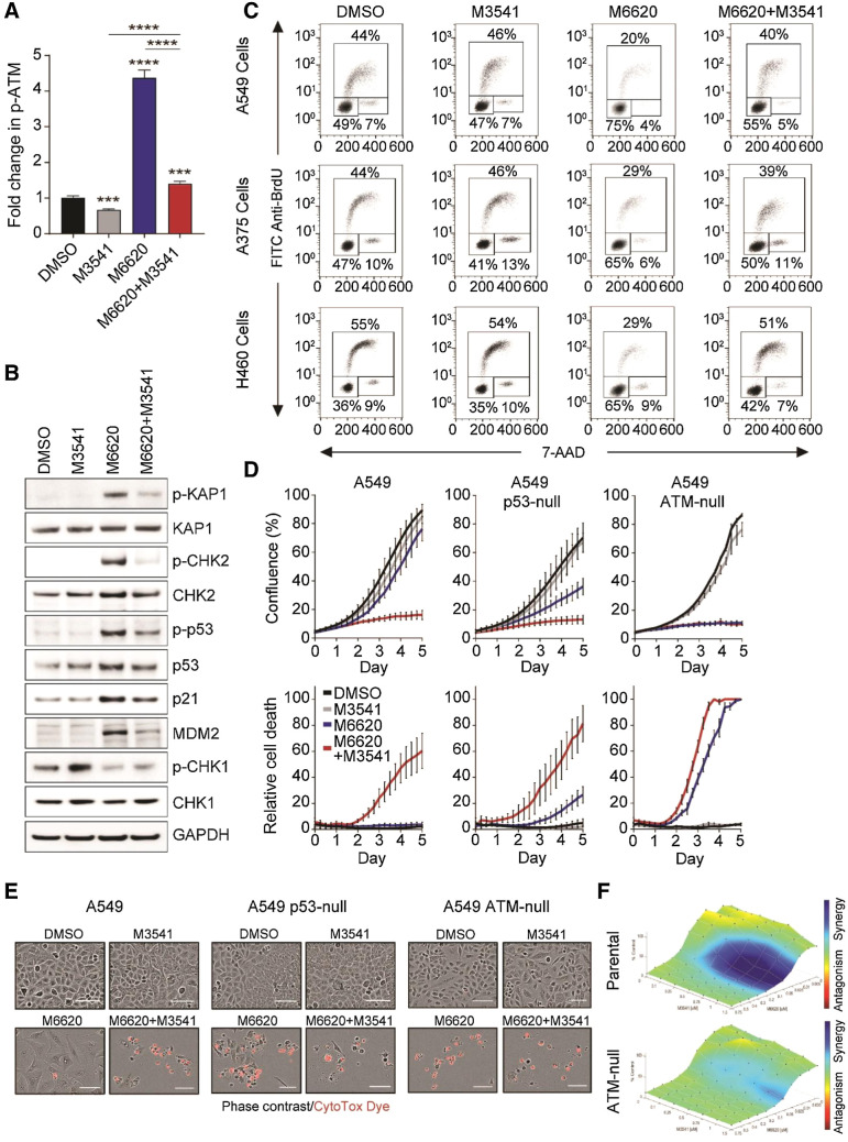 Figure 2. ATM inhibition by M3541 circumvents the M6620-induced G1 checkpoint, resulting in aberrant cell-cycle progression and cell death. A, Quantification of ATM autophosphorylation (p-ATMSer1981/total ATM) in A549 cells by MSD assay after 24 hours exposure to DMSO, M3541 (1 μmol/L), M6620 (200 nmol/L), or their combination. Error bars, SEM; ****, P < 0.0001 and ***, P < 0.001 by unpaired t test. B, Western blot analysis of components of the ATM/p53 signaling pathway in A549 cells after 24-hour exposure to DMSO, M3541 (1 μmol/L), M6620 (200 nmol/L), or their combination. C, BrdU/7-AAD cell-cycle analysis in A549, A375, and H460 cells after 24 hours after treatment with DMSO, M3541 (1 μmol/L), M6620 (200 nmol/L) or their combination. D, Confluence (top row) and relative cell death (bottom row) from IncuCyte live imaging in A549 parental, p53-null, and ATM-null cells exposed to DMSO, M3541 (1 μmol/L), M6620 (200 nmol/L) or their combination. Relative cell death was calculated from the number of cells positively stained with CytoTox dye normalized to confluence. Error bars, SEM. E, Representative images from IncuCyte live imaging (10× objective) of A549 parental, p53-null, and ATM-null cells after 6-day exposure to DMSO, M3541 (1 μmol/L), M6620 (200 nmol/L), or their combination. Scale bars = 100 μmol/L. F, Bliss synergy plots generated from CellTiter-Glo assay viability results. A549 paired isogenic cell lines (parental and ATM-null) were treated for 5 days with titrations of M3541 and M6620. Bliss synergy was determined using Combenefit software.