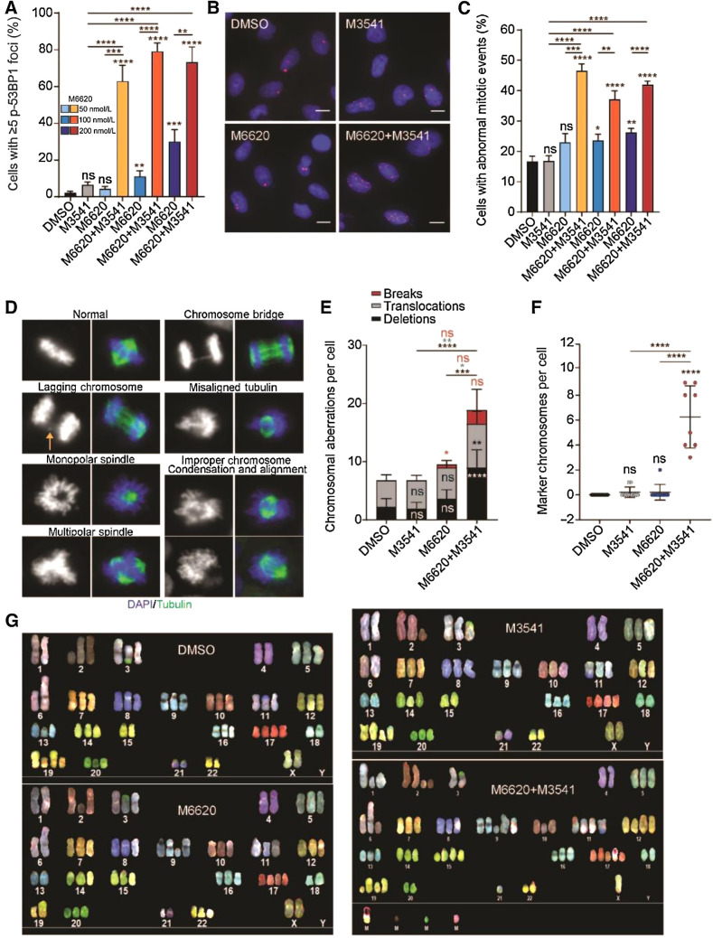 Figure 3. Dual inhibition of ATR by M6620 and ATM by M3541 leads to chromosomal damage as cells progress through the cell cycle with unrepaired DSBs. A, Immunofluorescence analysis of phospho-53BP1 foci in A549 cells after 24-hour exposure to DMSO, M3541 (1 μmol/L), M6620 (50, 100, 200 nmol/L), or their combination. Error bars, SEM; ****, P < 0.0001; ***, P < 0.001; and **, P < 0.01 by unpaired t test. B, Representative immunofluorescence images of phospho-53BP1 foci in A549 cells after 1-day treatment with DMSO, M3541 (1 μmol/L), M6620 (50 nmol/L), or their combination. Scale bars = 10 μmol/L. C, Immunofluorescence analysis of abnormal mitotic events [chromosome bridging, lagging chromosome(s), misaligned tubulin, monopolar or multipolar spindles, or improper chromosome condensation and alignment] captured in unsynchronized A549 cells after 24 hours exposure to DMSO, M3541 (1 μmol/L), M6620 (50, 100, 200 nmol/L), or their combination. Error bars, SEM; ****, P < 0.0001; ***, P < 0.001; **, P < 0.01; and *, P < 0.05 by unpaired t test. D, Representative immunofluorescence images of abnormal mitotic events quantified in C. A549 cells were arrested in metaphase with colcemid (0.1 μg/mL) after 24-hour exposure to DMSO, M3541 (1 μmol/L), M6620 (200 nmol/L), or their combination. Ten randomly picked metaphase spreads were imaged and analyzed by spectral karyotyping for each treatment condition. E, Graph of the total number of chromosomal aberrations per metaphase spread and the occurrence of the specific type of chromosomal aberration (break, translocation, or deletion) across the 10 spreads for each treatment condition. Error bars, SD; ****, P < 0.0001; ***, P < 0.001; **, P < 0.01; and *, P < 0.05 by unpaired t test. F, Quantification of marker chromosomes per cell across the 10 spreads for each treatment condition. Error bars, SD; ****, P < 0.0001; ***, P < 0.001 by unpaired t test. G, Representative spectral karyotype images for each treatment condition.