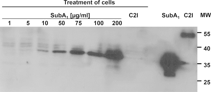 FIG 7