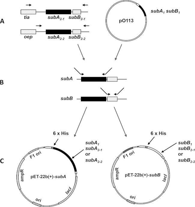 FIG 1