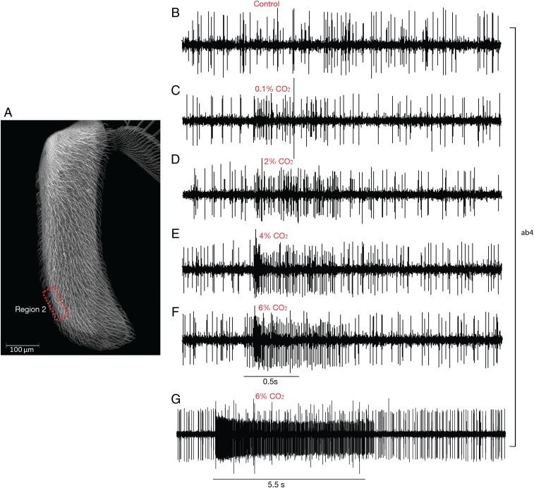 Fig. 6.