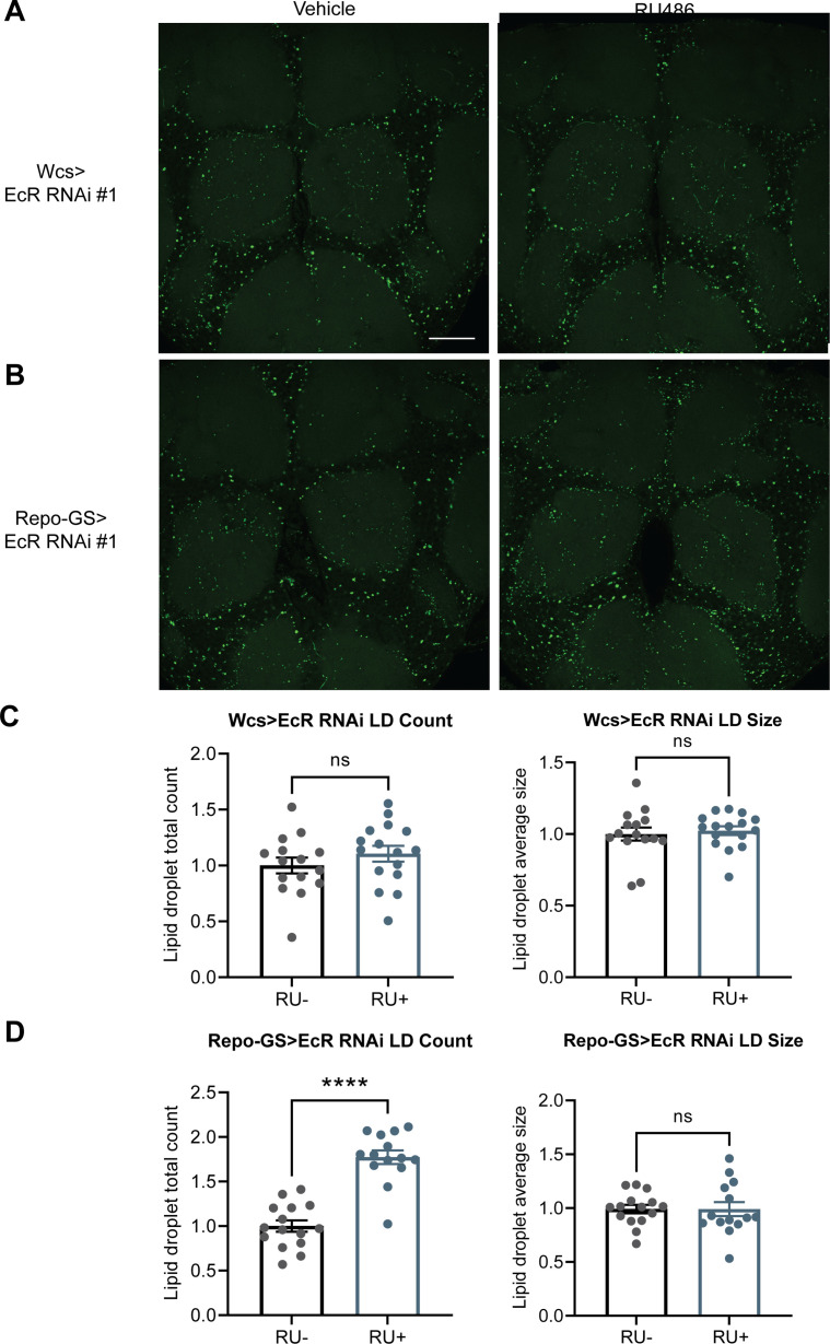 Figure 6—figure supplement 1.