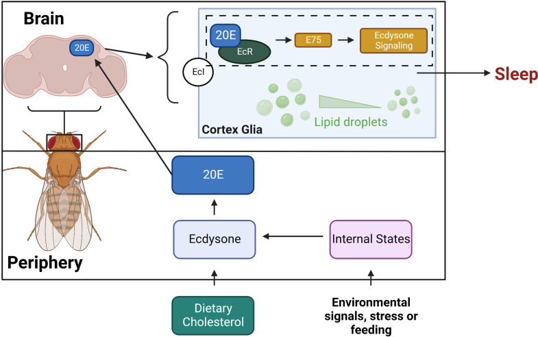 Figure 6—figure supplement 3.