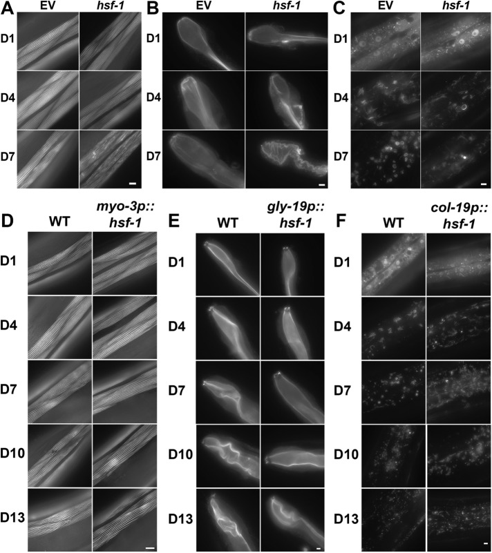 FIGURE 3: