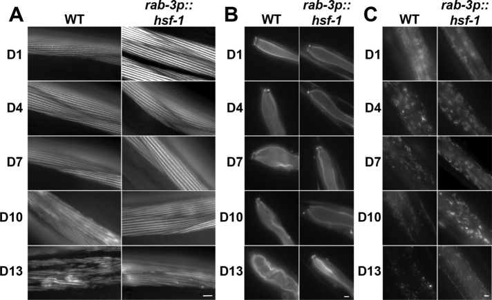 FIGURE 4: