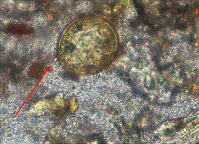 Fig. 6.