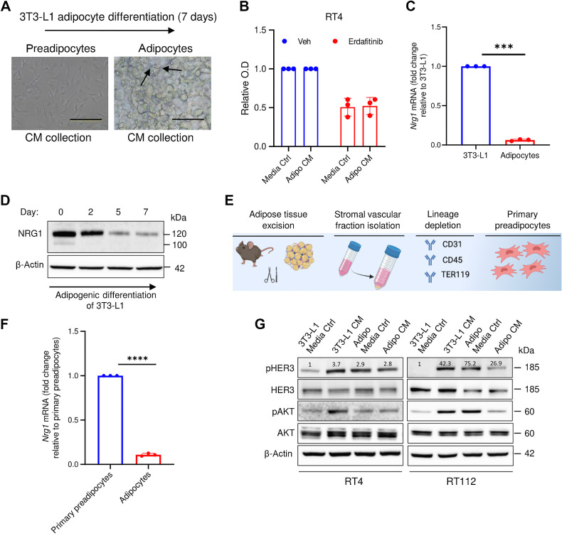 Figure 3. NRG1-mediated resistance against erdafitinib is restricted to preadipocytes. A, Representative images showing the adipogenic differentiation of 3T3-L1 cells (preadipocytes) to differentiated adipocytes. The differentiation process was carried out for 7 days. Arrows, formation of lipid droplets in adipocytes. B, Proliferation analysis of RT4 cells treated with 10 nmol/L erdafitinib in media control (ctrl) or CM of adipocytes collected after 7 days of differentiation. Crystal violet staining was performed on day 7. Data were normalized to cells treated with vehicle. Three biological replicates were performed. Data are represented as mean ± SD. C, qRT-PCR analysis of baseline NRG1 expression in 3T3-L1 cells and 3T3-L1-derived adipocytes. Three biological replicates were performed. Expression levels are normalized to GAPDH. Data are represented as mean ± SD. D, Western blot analysis of NRG1 in 3T3-L1 under adipogenic differentiation. β-Actin served as a loading control. E, Schematic illustration of the process of isolating primary preadipocytes from mice. F, qRT-PCR analysis of baseline NRG1 expression in primary preadipocytes and primary preadipocyte-derived adipocytes. Three biological replicates were performed. Expression levels are normalized to GAPDH. Data are represented as mean ± SD. G, Western blot analysis of pHER3 and pAKT in RT4 and RT112 cells treated with CM of 3T3-L1 cells or 3T3-L1-derived adipocytes, or the respective media control. β-Actin served as a loading control. Unpaired t test was used for statistical analysis. ***, P < 0.001; ****, P < 0.0001. (E, Created with BioRender.com.)