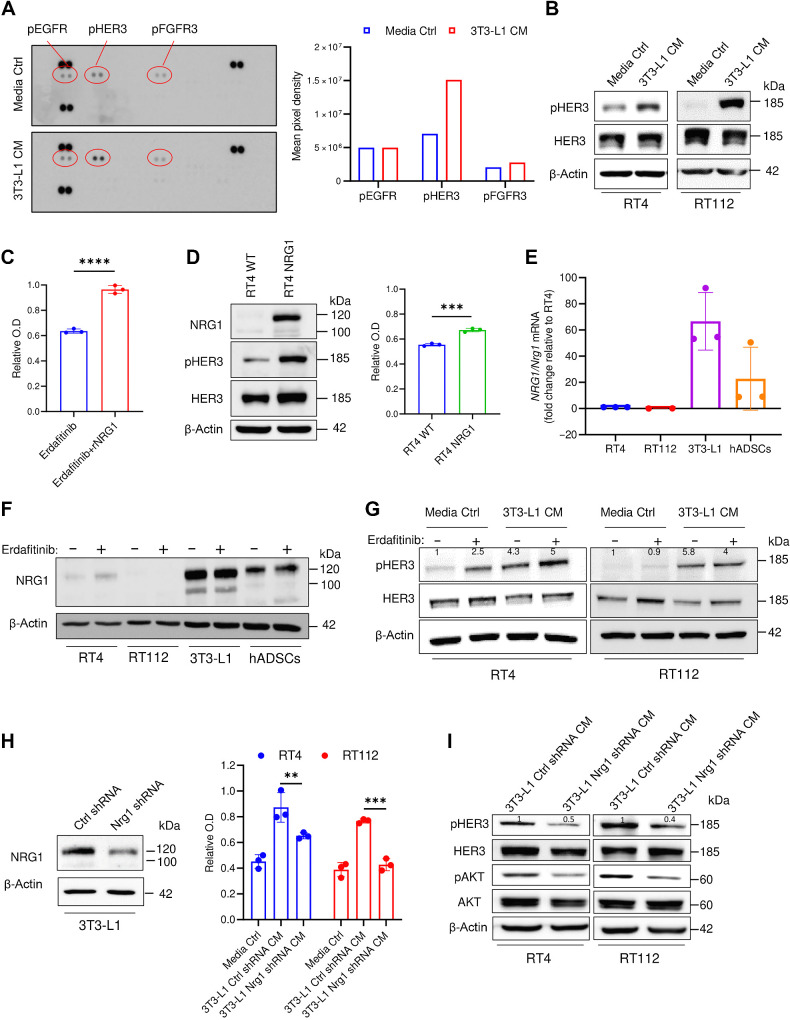 Figure 2. NRG1 is secreted from preadipocytes and induces erdafitinib resistance in RT4 and RT112 bladder cancer cells by activating HER3. A, Left, RTK array on RT4 cells cultured in media control (ctrl) or CM of 3T3-L1 cells for 16 hours. Right, quantification of mean pixel density of the RTK array shown on the left. Data are represented as mean of the duplicate dots per kinase. B, Western blot analysis of pHER3 in RT4 and RT112 cells cultured in media control or CM of 3T3-L1 cells for 16 hours. β-Actin served as a loading control. C, Proliferation analysis of RT4 cells treated with 10 nmol/L erdafitinib in DMEM, with or without 50 ng/mL recombinant NRG1. Crystal violet staining was performed on day 7. Data were normalized to cells treated with vehicle. Data are represented as mean ± SD. Three biological replicates were performed. Unpaired t test was used for statistical analysis. D, Left, Western blot analysis of baseline NRG1 and pHER3 in RT4 WT cells and NRG1-overexpressing RT4 (RT4 NRG1) cells. β-Actin served as a loading control. Right, proliferation analysis of RT4 WT cells and RT4 NRG1 cells treated with 10 nmol/L erdafitinib in DMEM. Crystal violet staining was performed on day 7. Data are normalized to cells treated with vehicle. Data are represented as mean ± SD. Three biological replicates were performed. Unpaired t test was used for statistical analysis. E, qRT-PCR analysis of baseline NRG1 expression in RT4, RT112, 3T3-L1, and hADSC cells. Two to three biological replicates were performed. Expression levels are normalized to GAPDH. Data are represented as mean ± SD. F, Western blot analysis of NRG1 in RT4, RT112, 3T3-L1, and hADSC cells treated for 16 hours in 10 nmol/L erdafitinib or vehicle control. β-Actin served as a loading control. G, Western blot analysis of pHER3 in RT4 and RT112 cells treated for 16 hours with 10 nmol/L erdafitinib or vehicle control in media control or 3T3-L1 CM. β-Actin served as a loading control. H, Left, Western blot analysis of NRG1 in 3T3-L1 cells transduced with lentivirus encoding control shRNA or Nrg1 shRNA. β-Actin served as a loading control. Right, proliferation analysis of RT4 and RT112 cells treated with 10 nmol/L erdafitinib in media control or CM of 3T3-L1 ctrl/Nrg1 shRNA cells. Crystal violet staining was performed on day 7. Data were normalized to cells treated with vehicle. Three biological replicates were performed. Data are represented as mean ± SD. Two-way ANOVA was used for statistical analysis. I, Western blot analysis of pHER3 and pAKT in RT4 and RT112 cells treated with CM of 3T3-L1 ctrl/Nrg1 shRNA cells for 16 hours. β-Actin served as a loading control. **, P < 0.01; ***, P < 0.001; ****, P < 0.0001.