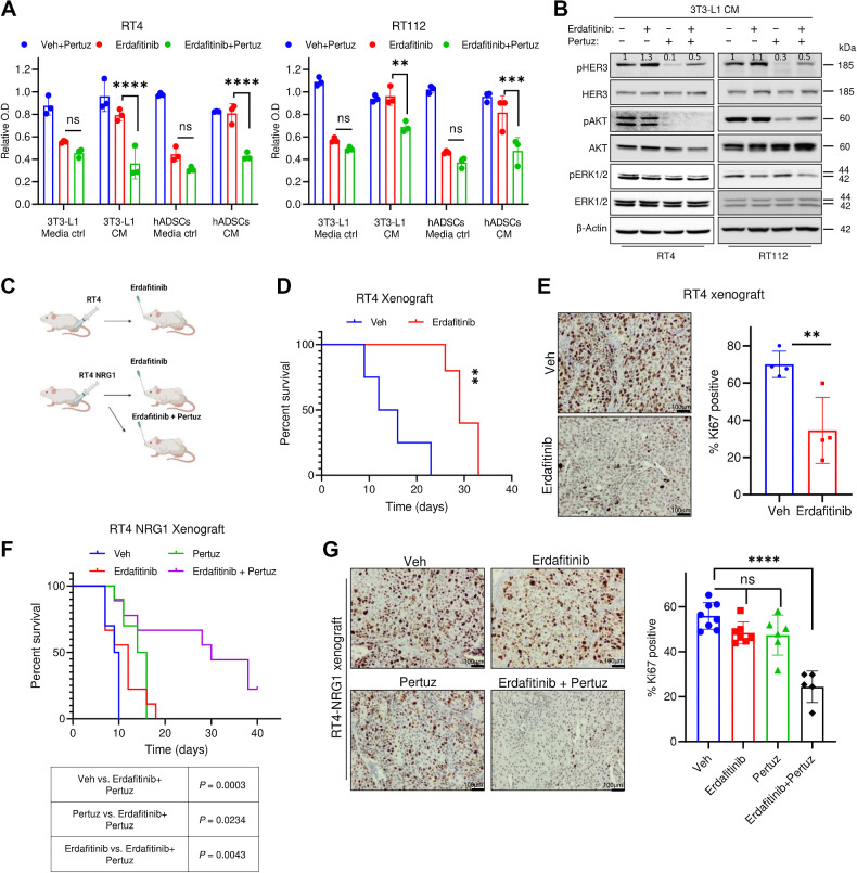 Figure 4. Pertuzumab reverses NRG1-mediated resistance against erdafitinib. A, Proliferation analysis of RT4 and RT112 treated with 10 μg/mL pertuzumab (Pertuz) and vehicle control (Veh), 10 nmol/L erdafitinib, or erdafitinib and pertuzumab. Cells were treated in media control (ctrl) or CM of 3T3-L1 cells or hADSCs. Crystal violet staining was done on day 7. Data are normalized to cells treated with vehicle. Three biological replicates were performed. Data are represented as mean ± SD. Two-way ANOVA was used for statistical analysis. B, Western blot analysis of pHER3, pAKT, pERK1/2 in RT4 and RT112 treated with 10 μg/mL pertuzumab and vehicle control (Veh), 10 nmol/L erdafitinib, or erdafitinib and pertuzumab in 3T3-L1 CM. β-Actin served as a loading control. C, Schematic diagram of in vivo model performed by injecting RT4 or RT4 NRG1 cells in CB17-SCID mice. D, Kaplan–Meier survival curve of RT4-tumor bearing CB17-SCID mice treated with vehicle or 5 mg/kg erdafitinib. Four mice were tested per group in D and E. Log-rank (Mantel–Cox) test was used for statistical analysis. E, Left, IHC staining of Ki67 on RT4 xenografts treated as in D. Right, quantification of IHC staining of Ki67. Unpaired t test was used for statistical analysis. F, Kaplan–Meier survival curve of RT4 NRG1 tumor-bearing CB17-SCID mice treated with vehicle, 5 mg/kg erdafitinib, 5 mg/kg pertuzumab, or combinational treatment. The number of mice tested per group was: 9 mice in the erdafitinib and the combination treatment groups, 10 mice in the vehicle and pertuzumab treatment groups. Log-rank (Mantel–Cox) test was used for statistical analysis. G, Left, IHC staining of Ki67 on RT4 NRG1 xenografts treated as in F. Right, quantification of IHC staining of Ki67. The number of xenografts (each from a different mouse) analyzed per group is 8 in the vehicle group, 7 in the erdafitinib group, 6 in the pertuzumab group, and 5 in the combination treatment group. One-way ANOVA was used for statistical analysis. **, P < 0.01; ***, P < 0.001; ****, P < 0.0001; n.s., not significant. (C, Created with BioRender.com.)