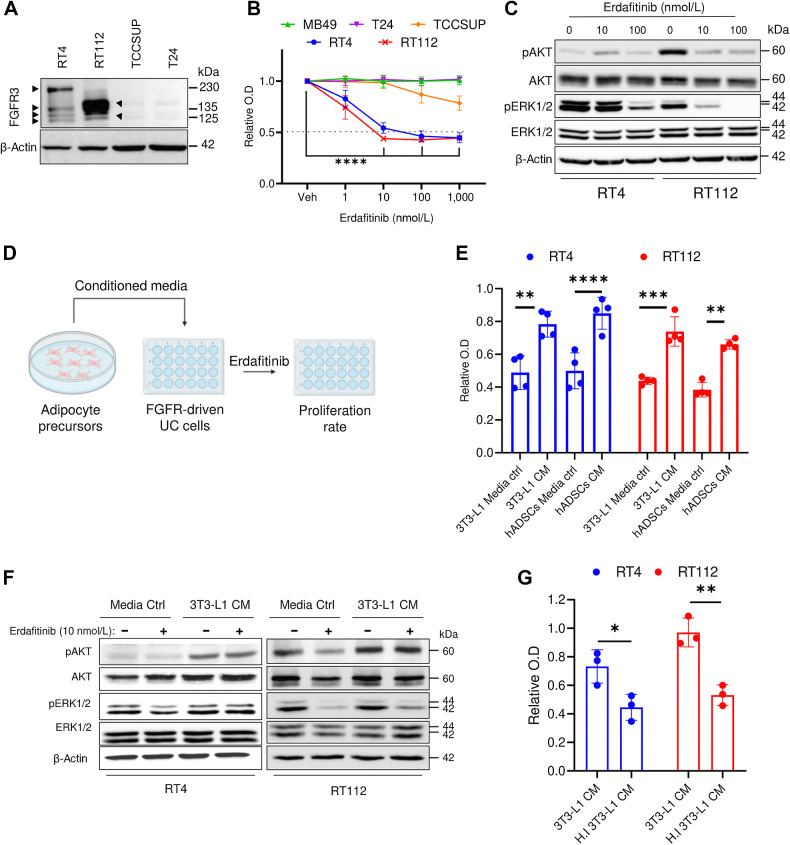 Figure 1. Adipocyte precursors promote resistance against erdafitinib in bladder cancer cell lines. A, Western blot analysis of FGFR3 in four bladder cancer cell lines: RT4, RT112, TSCCUP, and T24. β-Actin served as a loading control. B, Proliferation analysis of five bladder cancer cell lines RT4, RT112, TSCCUP, T24, and MB49 treated with vehicle (Veh) or erdafitinib (1, 10, 100, 1,000 nmol/L). Crystal violet staining was done on day 7. Three biological replicates were performed. Data are represented as mean ± SD. C, Western blot analysis of pAKT and pERK1/2 in RT4 and RT112 cells treated with DMSO (Veh) or erdafitinib (10 and 100 nmol/L) for 16 hours. β-Actin served as a loading control. D, Schematic diagram of the proliferation assay performed to investigate the effect of CM of different stromal cells on erdafitinib response. E, Proliferation analysis of RT4 and RT112 cells treated with 10 nmol/L erdafitinib in media control (ctrl) or CM of 3T3-L1 cells or hADSC. Crystal violet staining was performed on day 7. Data are normalized to cells treated with vehicle. Four biological replicates were performed. Data are represented as mean ± SD. F, Western blot analysis of pAKT and pERK1/2 in RT4 and RT112 cells treated with 10 nmol/L erdafitinib in media control or CM of 3T3-L1 cells. β-Actin served as a loading control. G, Proliferation analysis of RT4 cells and RT112 cells treated with 10 nmol/L erdafitinib in CM of 3T3-L1 cells or heat-inactivated (HI) CM of 3T3-L1. Data were normalized to cells treated with vehicle. Crystal violet staining was performed on day 7. Three biological replicates were performed. Data are represented as mean ± SD. Two-way ANOVA was used for statistical analysis. *, P < 0.05; **, P < 0.01; ***, P < 0.001; ****, P < 0.0001.