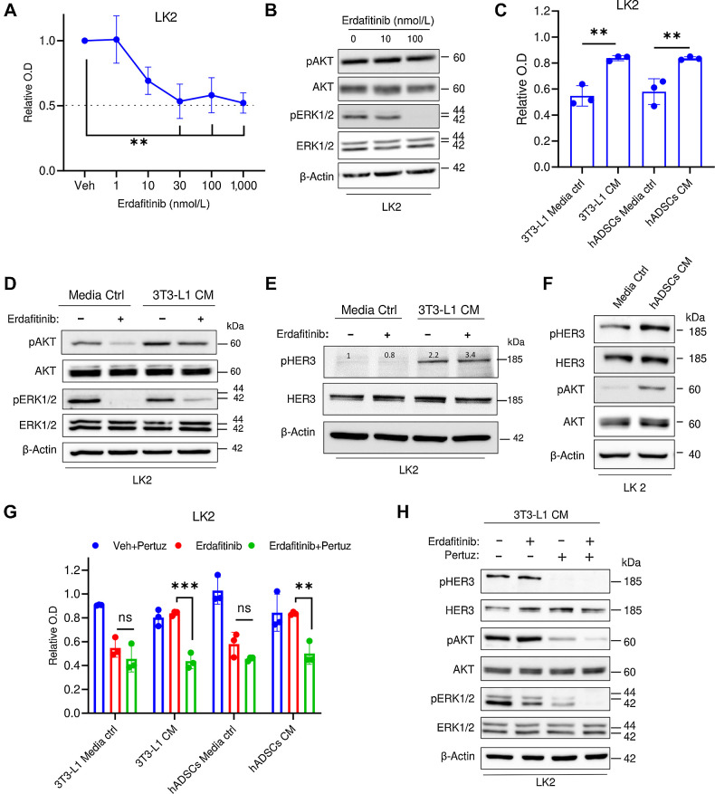 Figure 5. NRG1 mediates resistance against erdafitinib in lung carcinoma cell line LK2. A, Proliferation analysis of LK2 cells treated with vehicle (Veh) or erdafitinib (1, 10, 30, 100, and 1,000 nmol/L). Crystal violet staining was done on day 7. Three biological replicates were performed. Data are represented as mean ± SD. One-way ANOVA was used for statistical analysis. B, Western blot analysis of pAKT and pERK12/ in LK2 cells treated with vehicle control, 10 or 100 nmol/L Erda for 16 hours. β-Actin served as a loading control. C, Proliferation analysis of LK2 cells treated with 30 nmol/L erdafitinib in media control (ctrl) or CM of 3T3-L1 cells or hADSCs. Crystal violet staining was done on day 7. Data are normalized to cells treated with vehicle. Three biological replicates were performed. Data are represented as mean ± SD. One-way ANOVA was used for statistical analysis. D, Western blot analysis of pAKT and pERK1/2 in LK2 cells treated with vehicle control, or 100 nmol/L Erda in media control or CM of 3T3-L1 cells for 16 hours. β-Actin served as a loading control. E, Western blot analysis of pHER3 in LK2 cells treated with vehicle control, or 100 nmol/L Erda in media control or CM of 3T3-L1 cells for 16 hours. β-Actin served as a loading control. F, Western blot analysis of pHER3 and pAKT in LK2 cells treated with media control or CM of hADSCs for 16 hours. β-Actin served as a loading control. G, Proliferation analysis of LK2 cells treated with 10 μg/mL pertuzumab (Pertuz) and vehicle control (Veh), 10 nmol/L Erda, or Erda and pertuzumab. Cells were treated in media control or CM of 3T3-L1 cells or hADSCs. Crystal violet staining was done on day 7. Data were normalized to cells treated with vehicle. Three biological replicates were performed. Data are represented as mean ± SD. Two-way ANOVA was used for statistical analysis. H, Western blot analysis of pHER3, pAKT, and pERK1/2 in LK2 cells treated with vehicle, 10 μg/mL pertuzumab, 100 nmol/L Erda, or Erda and pertuzumab. Cells were treated in CM of 3T3-L1 cells. β-Actin served as a loading control. **, P < 0.01; ***, P < 0.001; n.s., not significant.