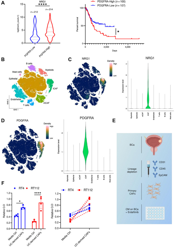 Figure 6. NRG1 expression correlates with preadipocytic markers and is predominantly expressed in inflammatory CAFs in human bladder carcinoma. A, Data obtained from the TCGA BLCA data set, N = 426 samples. Left, expression levels of NRG1 in bladder cancer stratified based on PDGFRA expression. The low and high cutoffs were determined based on the median expression levels of PDGFRA among the samples. Ten samples did not have the expression level provided and therefore could not be included. Two-tailed unpaired t test was used for statistical analysis. Right, Kaplan–Meier survival analysis of patients with bladder cancer stratified based on the quartile expression of PDGFRA (PDGFRA-High, upper quartile; PDGFRA-Low, lower quartile). Statistical test: log-rank (Mantel–Cox) test. B, tSNE plot of single cells from bladder cancer and paratumor mucosa samples taken from Chen and collegues (29). Plot is colored by major cell types of the tumor microenvironment in bladder cancer. mCAF, myo-cancer–associated fibroblast. C, Imputed gene expression of NRG1 displayed as a function of expression density (left) or in a violin plot (right). D, Imputed gene expression of PDGFRA displayed as a function of expression density (left) or in a violin plot (right). E, Schematic diagram of isolation of CAFs from human bladder cancer (BCa) by MACS. Bladder cancer cell lines were treated with erdafitinib in CM from these CAFs. F, Proliferation analysis of RT4 and RT112 cells treated with 10 nmol/L erdafitinib in media control (ctrl) or CM of CAFs. Crystal violet staining was done on day 7. Data are plotted in a scatter bar graph (left) and in an aligned graph showing matched values of the CM from the same tumor (right). Data were normalized to cells treated with vehicle. Four biological replicates were performed. Data are represented as mean ± SD. Two-way ANOVA was used for statistical analysis. *, P < 0.05; ****, P < 0.0001; n.s., not significant. (E, Created with BioRender.com.)