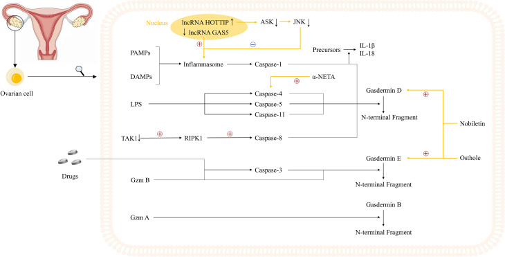 Figure 2