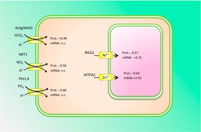 Fig. 8.