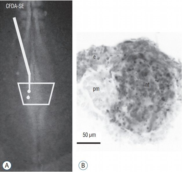 Fig. 19.