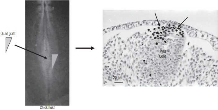 Fig. 18.