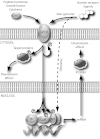 Fig. 1.