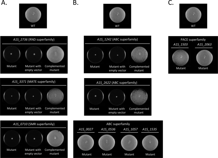 FIG 2