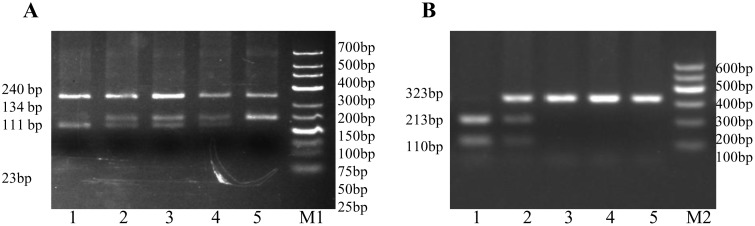 Fig 5