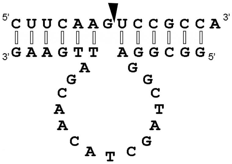 Figure 8