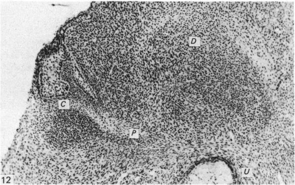 Fig. 12