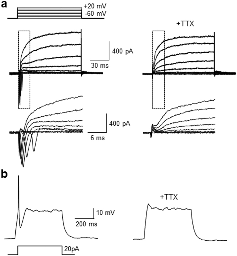 Figure 7