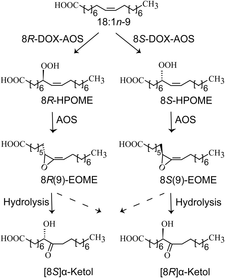 Fig. 8.