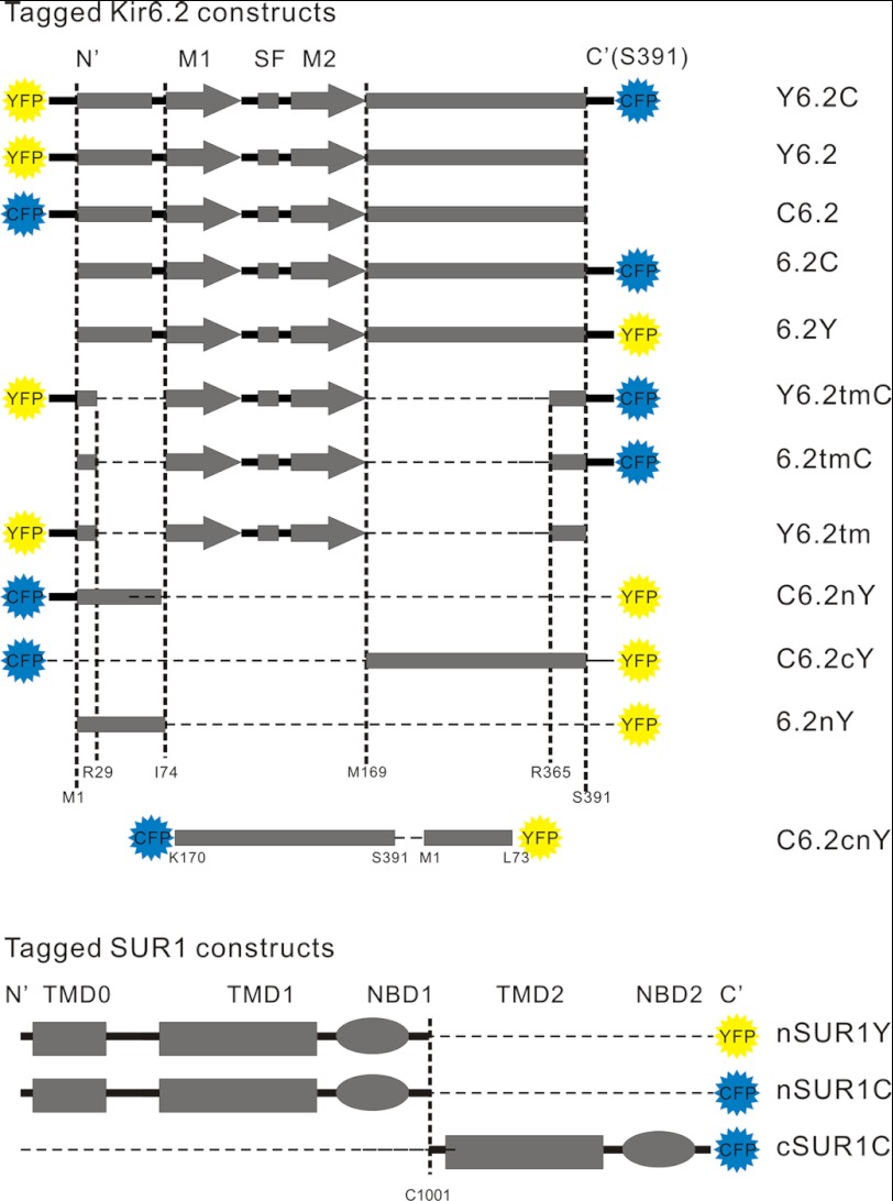 FIGURE 1.