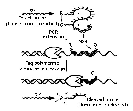 Detection of hepatitis B virus DNA by real-time PCR using TaqMan-MGB ...