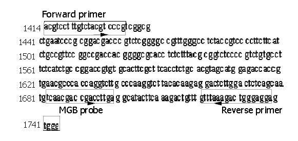 Detection of hepatitis B virus DNA by real-time PCR using TaqMan-MGB ...