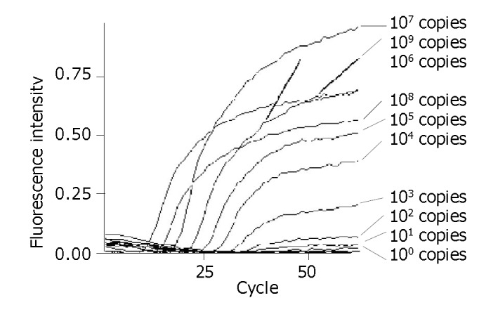 Detection of hepatitis B virus DNA by real-time PCR using TaqMan-MGB ...