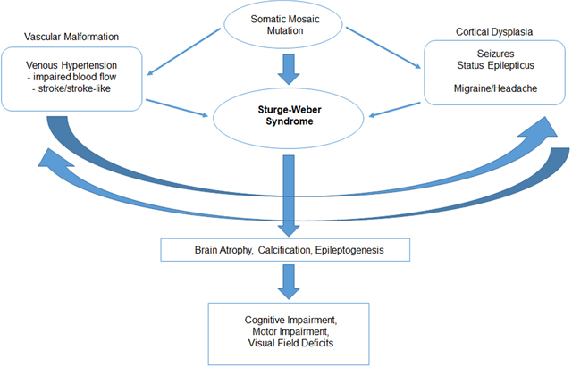 graphic file with name nihms-1835989-f0003.jpg