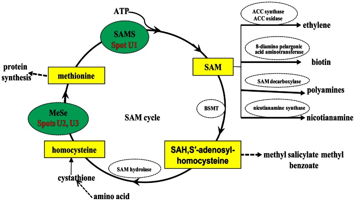 Figure 7