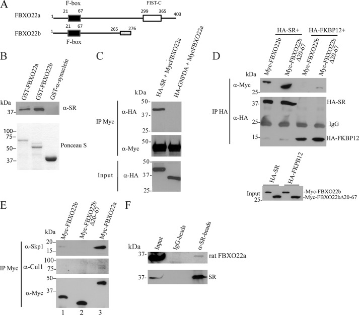 FIGURE 1.