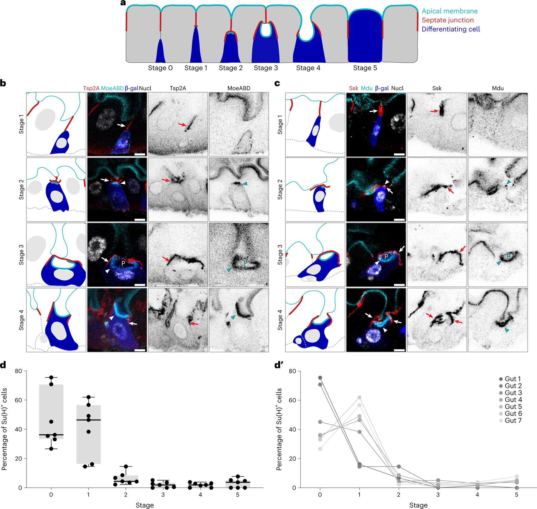 Fig. 2 |