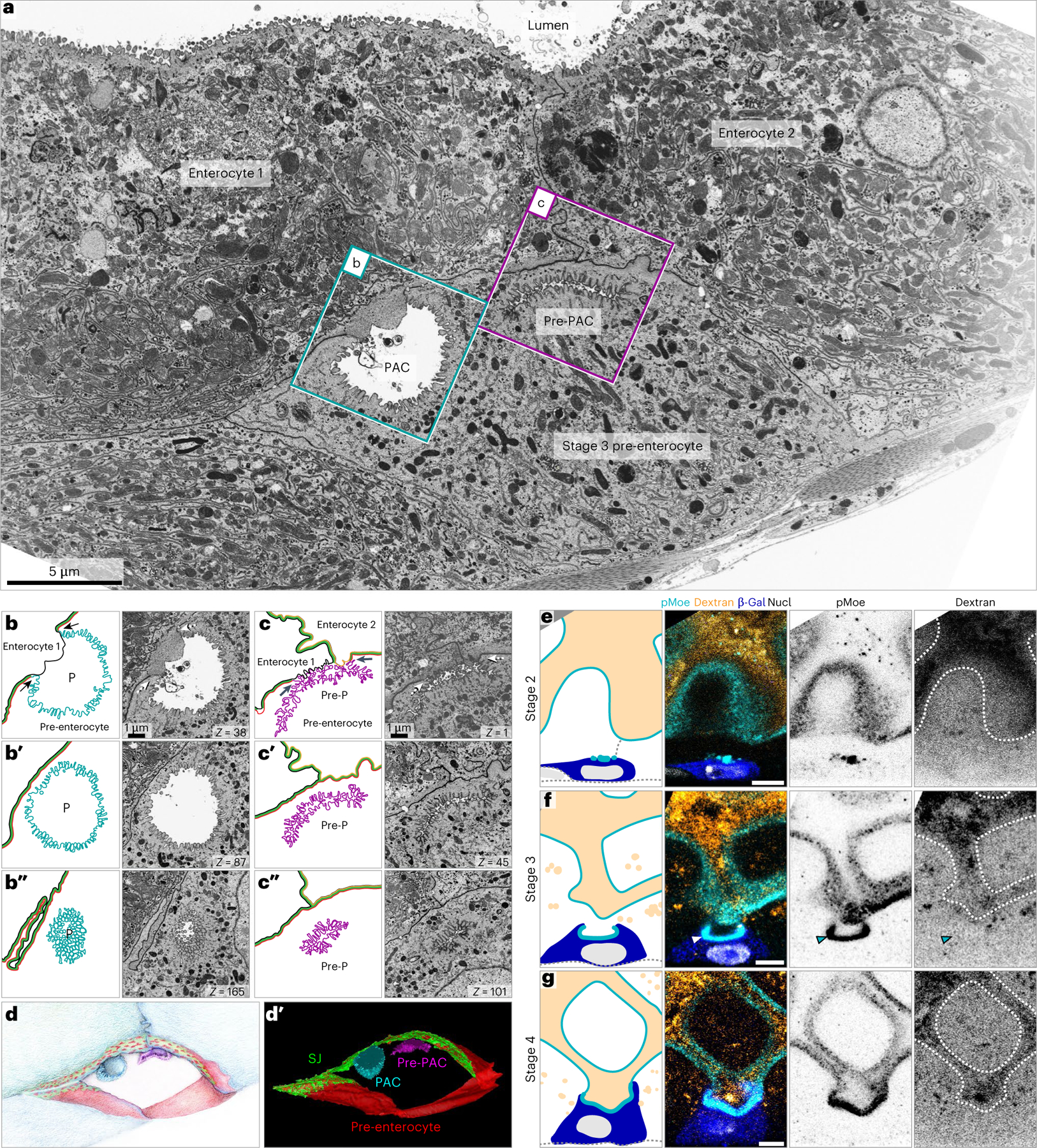 Fig. 7 |